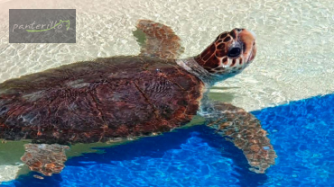 Praia do Forte e Grarajuba 